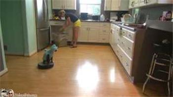 Cat Wearing A Shark Costume Cleans The Kitchen On A Roomba